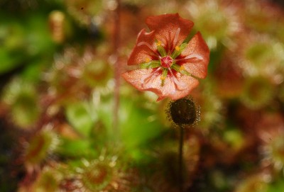 dsc_5915_D_pulchella_Bluete.jpg