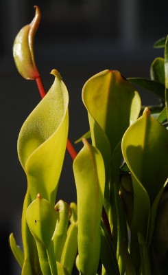 dsc_5350_Heliamphora_nutans.jpg