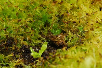 dsc_5345_N_boschiana_x_stenophylla.jpg