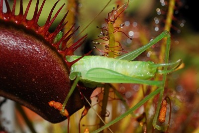 dsc_5324_toedliche_Falle.jpg