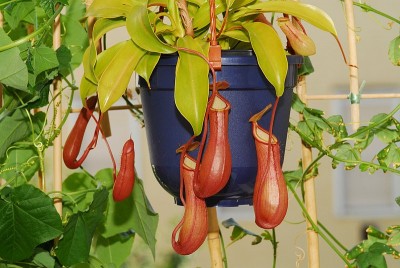 dsc_4873_Nepenthes_x_ventrata.jpg