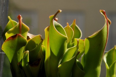 dsc_4858_Heliamphora_hxm.jpg