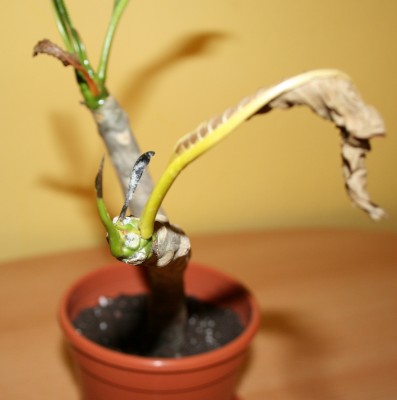 Plum3.jpg