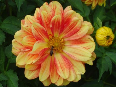 Schmuck Dahlia Music.JPG