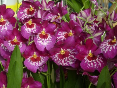 Miltoniopsis.jpg