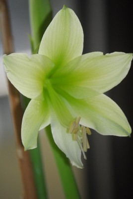 amaryllis 002yy.jpg