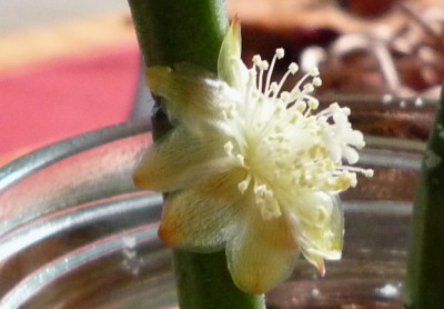 Blüte an Grandiflora.JPG