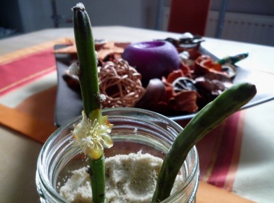 Blüte an Grandiflorastecki.JPG