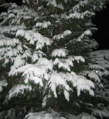 20101213_0001_3.JPG