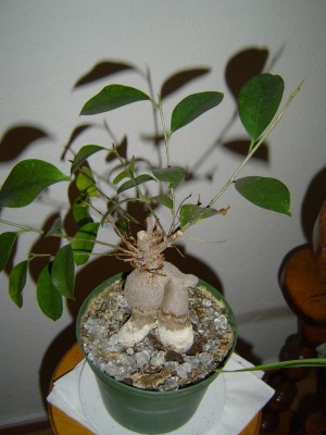 Ficus gingko 1.jpg