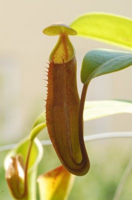 dsc_4868_Nepenthes_sanguinea.jpg
