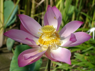 flowers_424.jpg