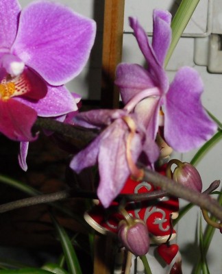 Orchidee2.jpg