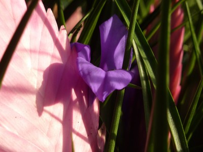 Tillandsia.jpg