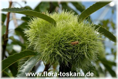 castanea_sativa_frucht_2_-_020906.jpg