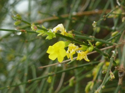 Jaminum nudiflorum.jpg