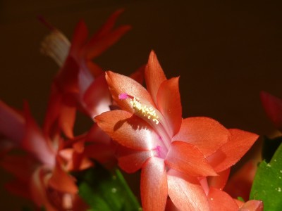 Schlumbergera.jpg