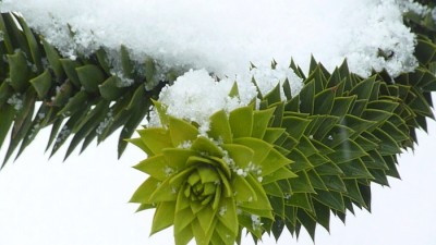 Araucaria araucana.jpg