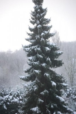 snow 005yy.jpg