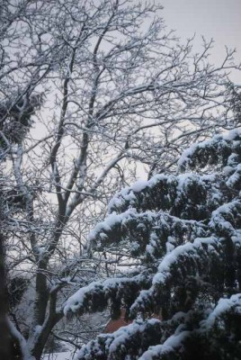 snow 003yy.jpg