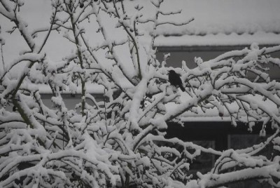 snow 015yy.jpg