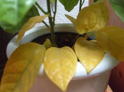 Passiflora ligularis2.JPG