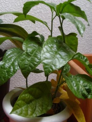 Passiflora ligularis.JPG