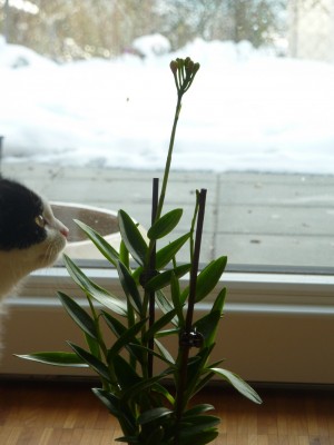 Epidendrum.jpg