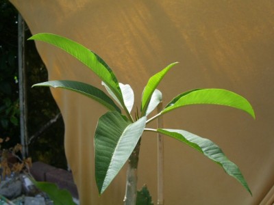 PICT0113.JPG