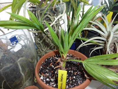 Thritrinax brasiliensis.jpg