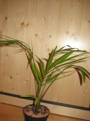 k-IMG_2295.JPG