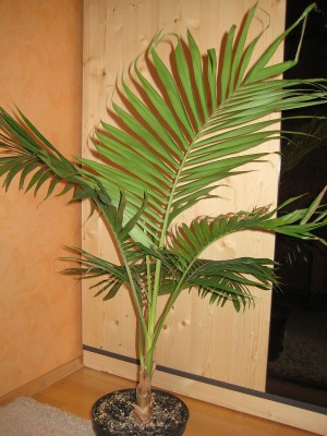 k-IMG_2294.JPG