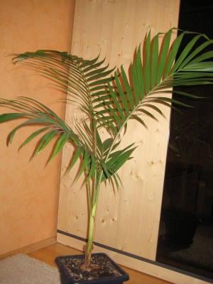 k-IMG_2293.JPG