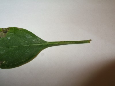 Chili Blatt 4 online.JPG