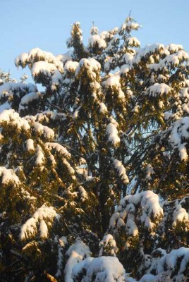 snow021yy.jpg