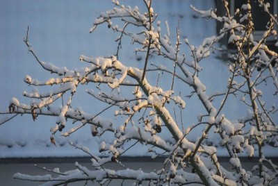snow018yy.jpg
