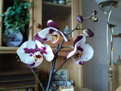 Foto034 (2).jpg