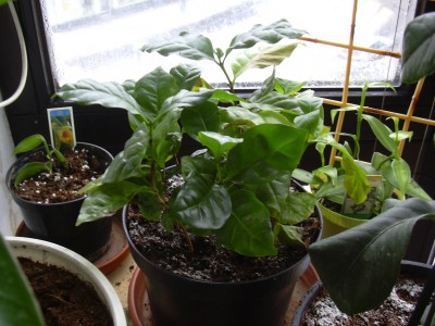 DSCN0775.JPG