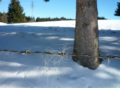 Haare gelassen.JPG