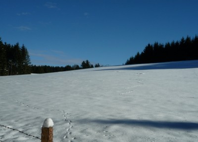 Spuren im Schnee.JPG