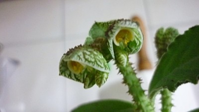 sukkulenten 034.jpg