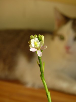 epidendrum nahe.jpg