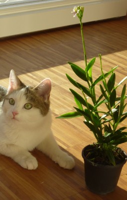 epidendrum und baghira.jpg