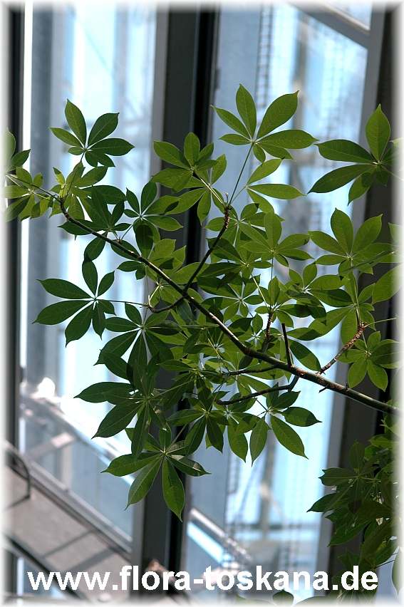 Ceiba pentandra - Kapok-Baum, Seidenwollbaum - Bombacaceae ·  Pflanzenlexikon & Steckbriefe · GREEN24 Pflanzen & Garten Forum