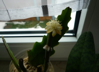 2ter Stecki mit Blüte.JPG