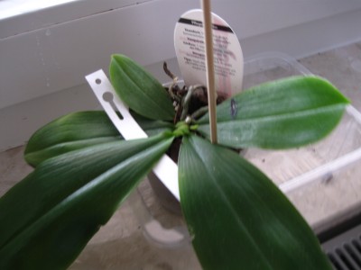 Phalenopsis Little Red Lip und Phalenopsis teraspis 002.jpg