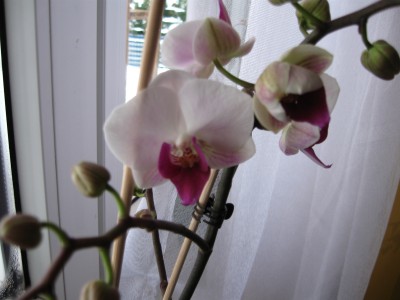 Phalenopsis Little Red Lip und Phalenopsis teraspis 001.jpg