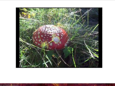 Fliegenpilz.png