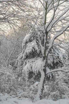 snowland 011yy.jpg