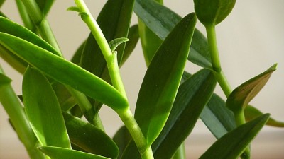 Blätter Epidendrum.jpg